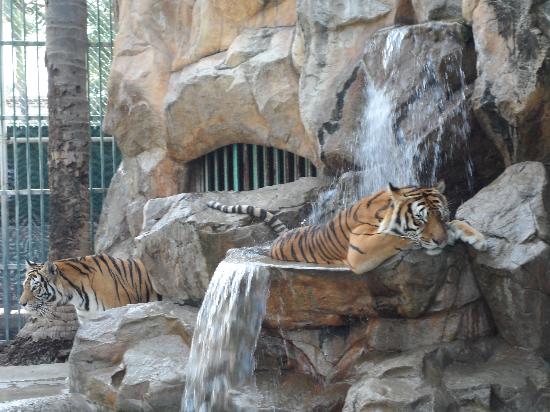 tigers-on-resort